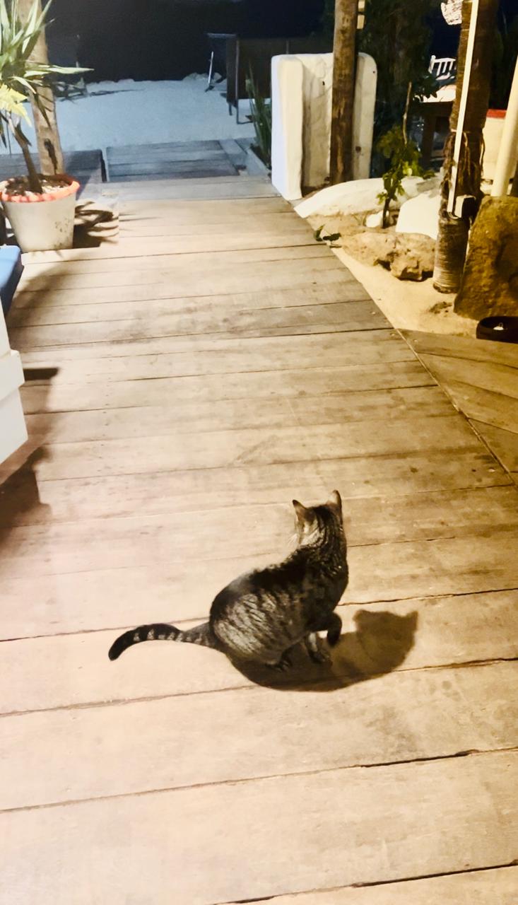 Gato Freitas